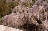 秩父清雲寺の枝垂れ桜