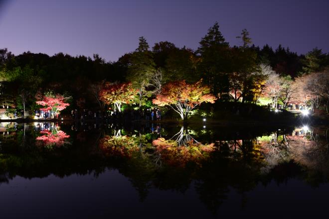 日本庭園のライトアップ