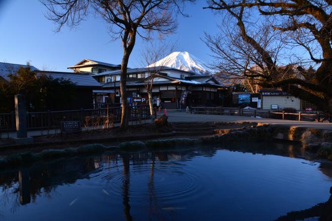 早朝の忍野（湧池）