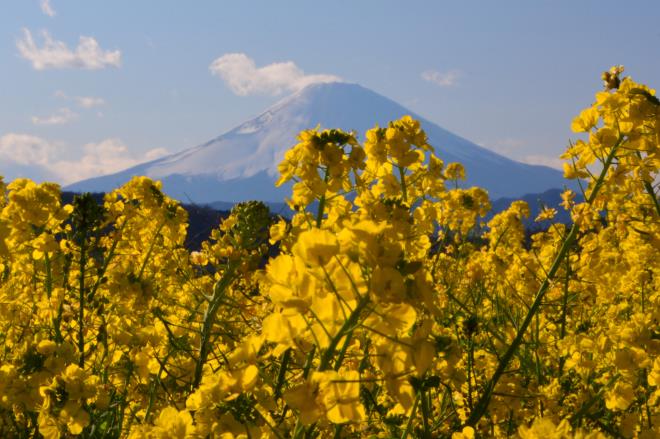 菜の花にフォーカス＆青空カットしてみました