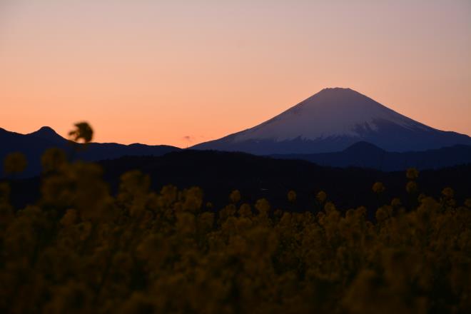 紅富士にはならず・・・