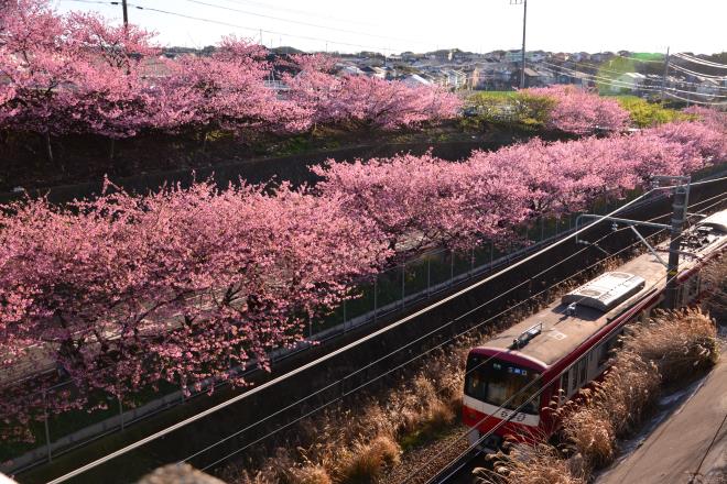 京急と桜