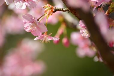 河津桜＠薬師池公園　3/5