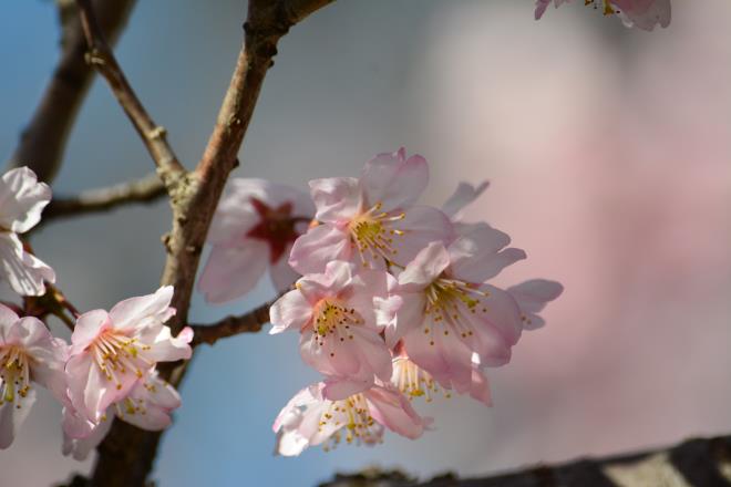 満開の東海桜