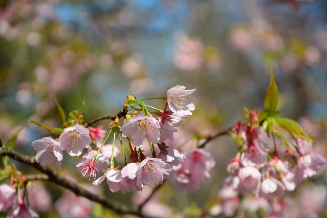 花吹雪が始まっていました（大寒桜）