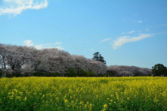 青空と桜と菜の花