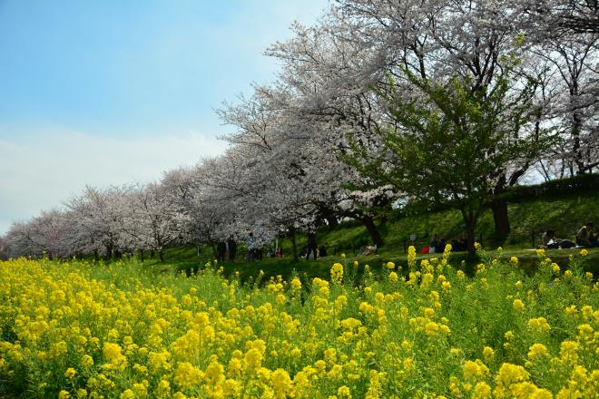 幸手市権現堂公園