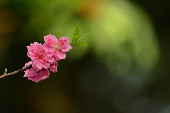 花桃も満開