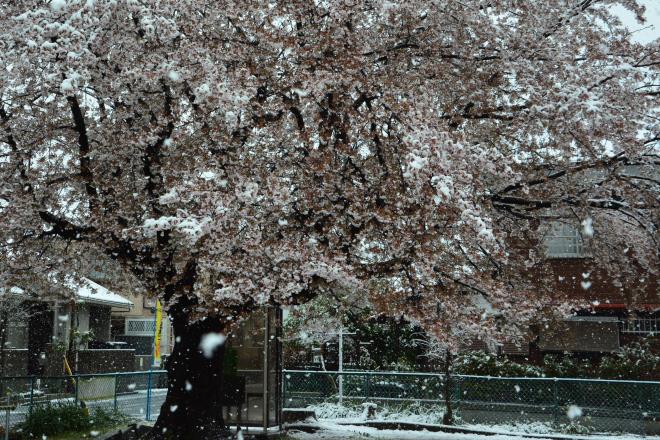 なごり雪