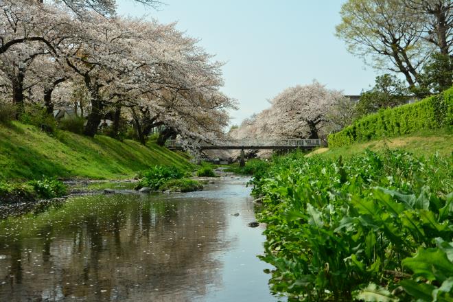 4/3の桜