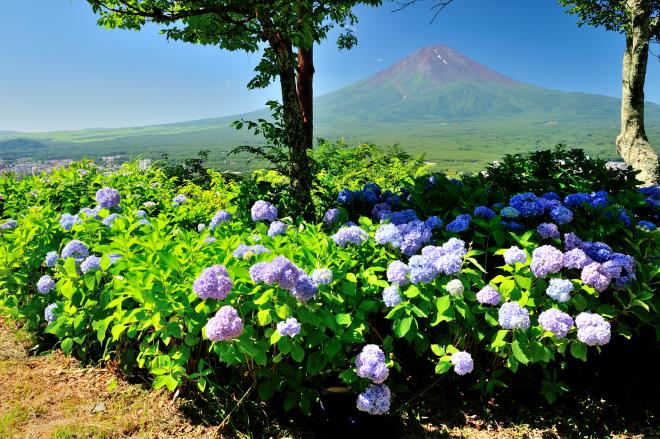 15 河口湖 紫陽花.JPG