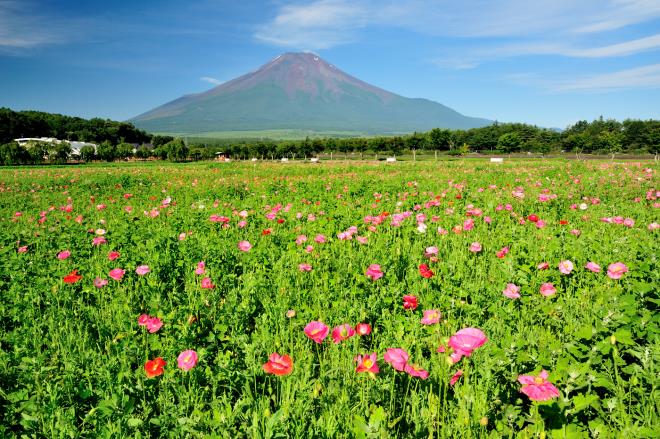 10 花の都 ポピー.JPG