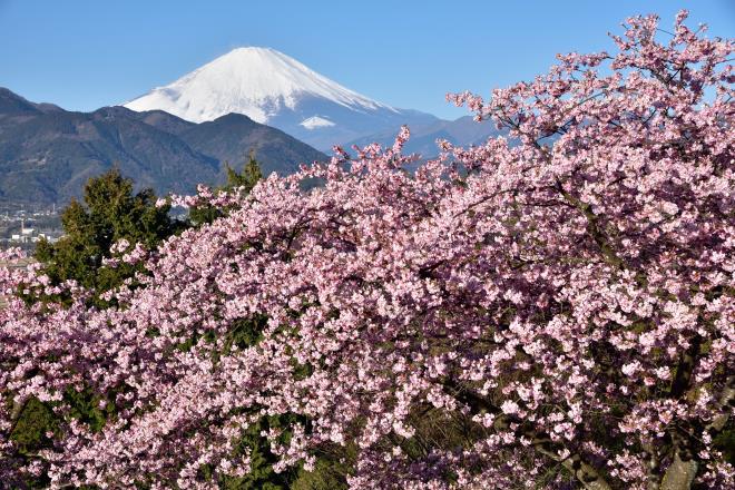 2017.2月 (5)　松田山.JPG