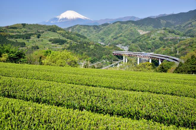 2017.4月 (14)　山北.JPG