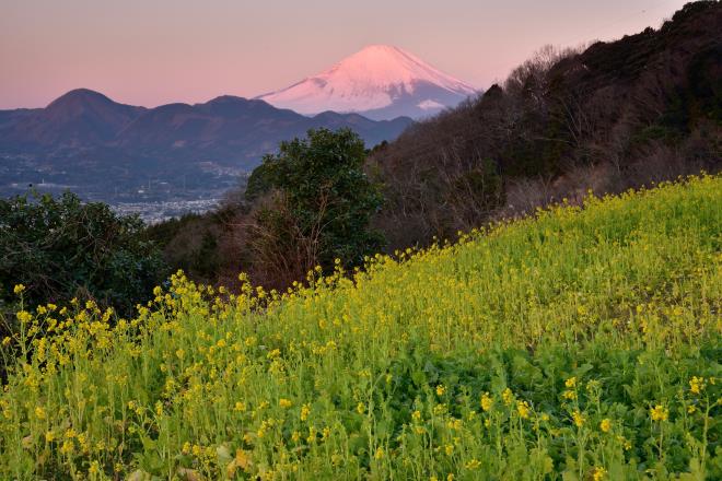 2017.2月 (4)　大井篠窪.JPG