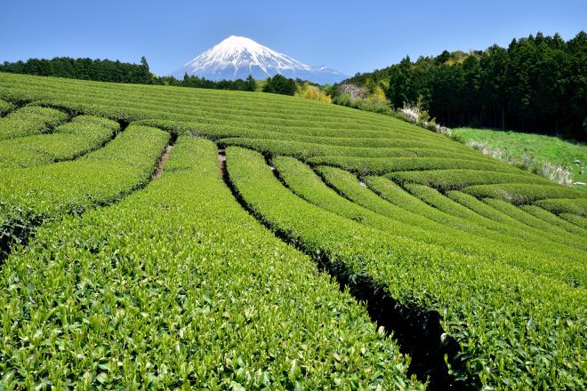 2017.4月 (16)　富士宮杉田.JPG