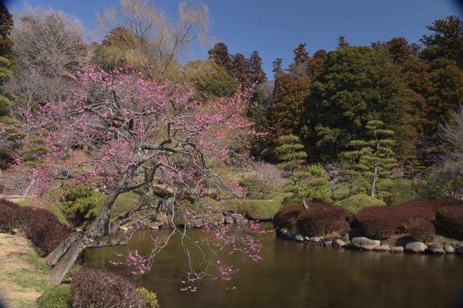 池の淵の麗人