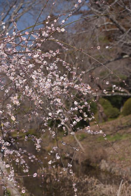 園内の枝垂れ