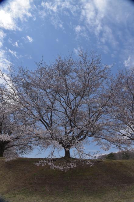 ソメイヨシノ（桜の牧）