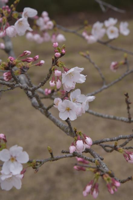 ソメイヨシノ３（桜の牧）