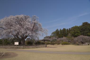 好文亭と桜