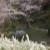 南側斜面の桜とユキヤナギ