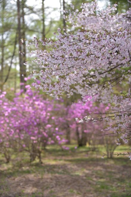 富士桜とミツバツツジ