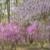 富士桜とミツバツツジ