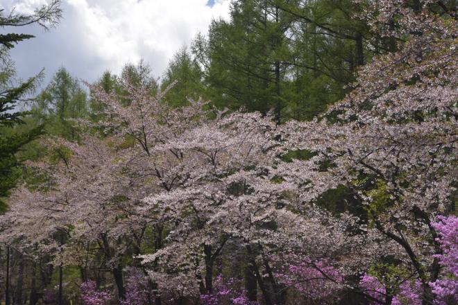 桜並木Ⅲ