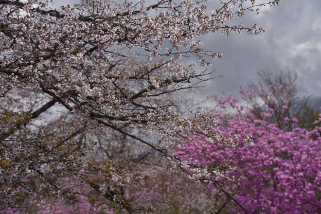 富士桜とミツバツツジⅢ