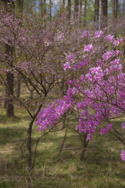 富士桜とミツバツツジⅡ