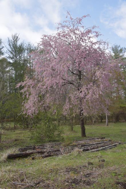 枝垂桜