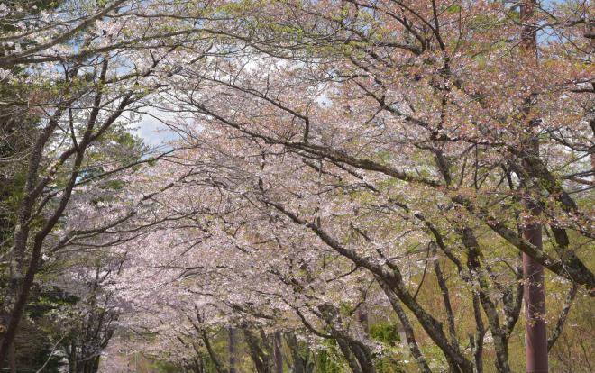 桜並木