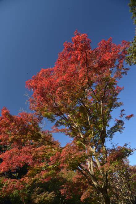 紅葉と青空