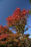 紅葉と青空