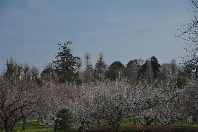 弘道館公園の梅