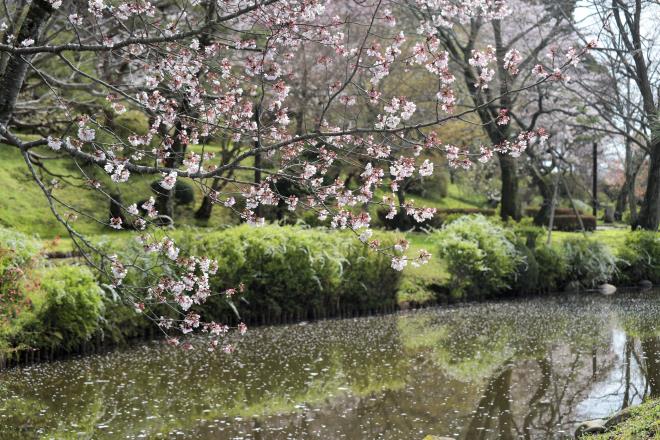 池のほとりの山桜