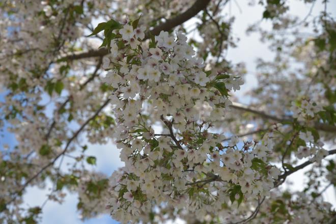 満開の桜