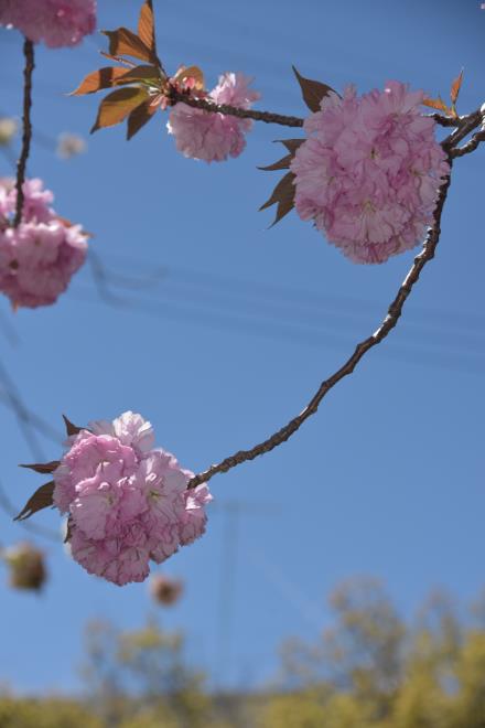 青空と桜