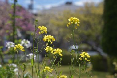 名残の菜の花