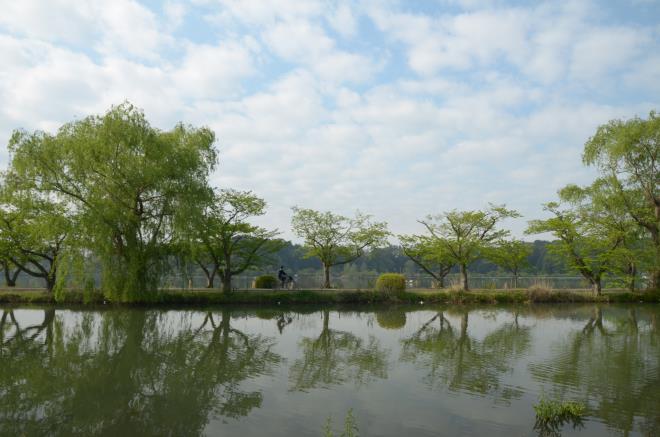 桜川