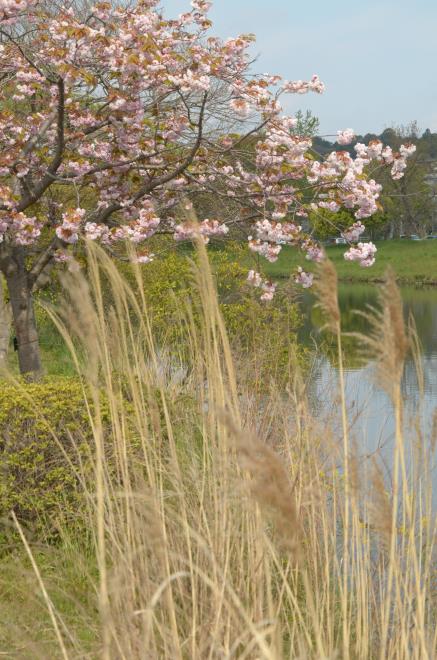 八重桜