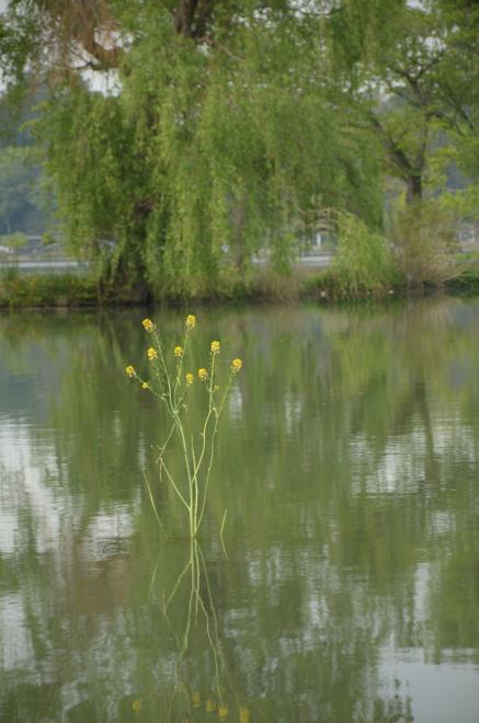 水の中に咲く菜の花