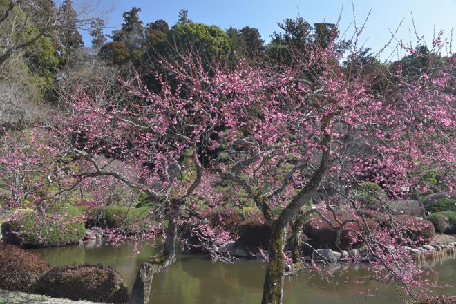 西側庭園