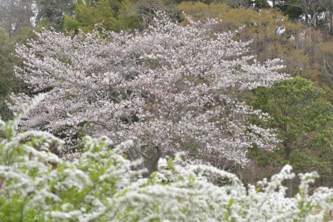 桜と雪柳