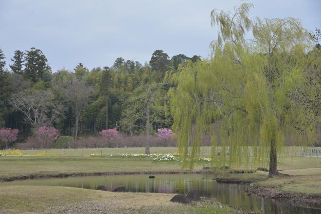 池の畔