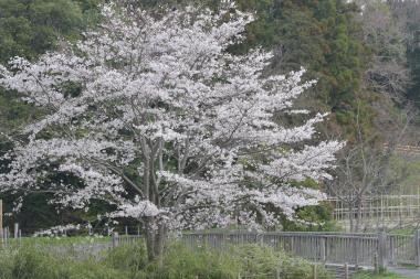 橋のたもと