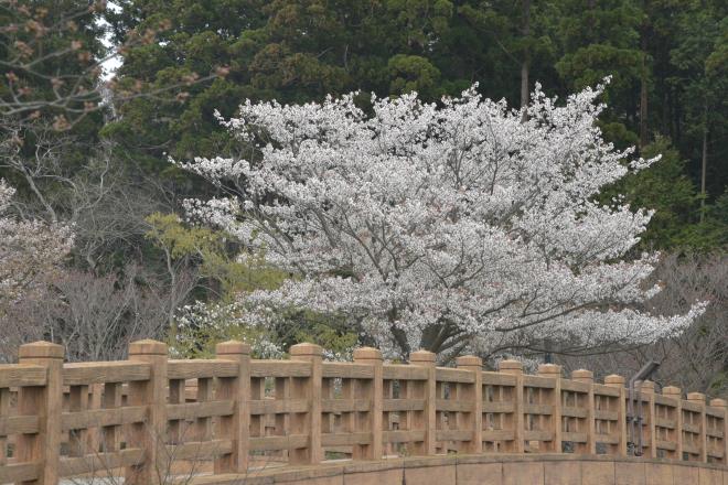 橋向の桜