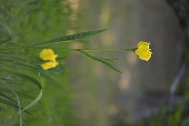 黄菖蒲