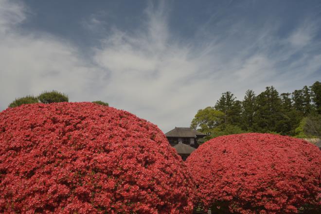 つつじに埋もれる好文亭